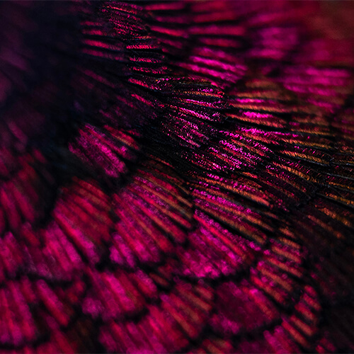 feathers1