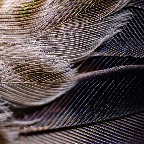 feathers4